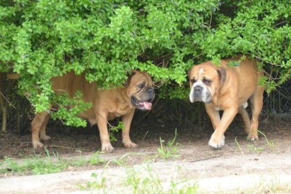 Continental Bulldogs Seeblickbulls Bilderalbum - alle Hundis im Garten