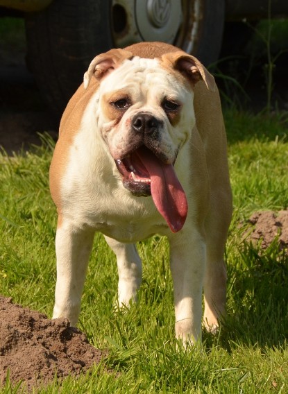 Continental Bulldogs Seeblickbulls Bilderalbum - alle Hundis im Garten