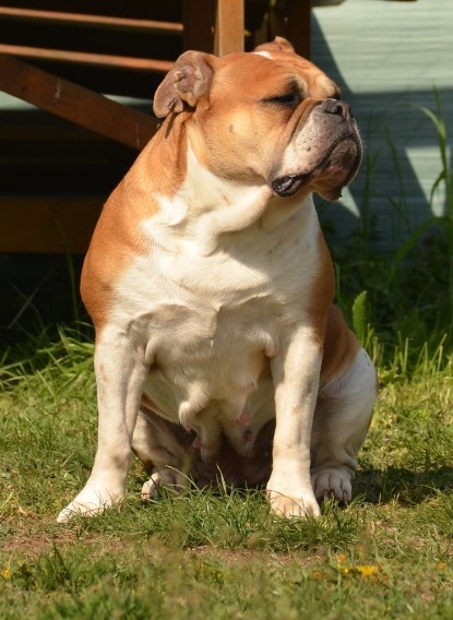 Continental Bulldogs Seeblickbulls Bilderalbum - alle Hundis im Garten