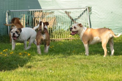 Continental Bulldogs Seeblickbulls Bilderalbum - alle Hundis im Garten