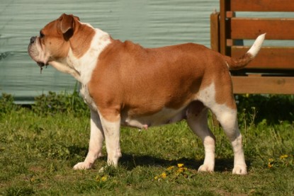 Continental Bulldogs Seeblickbulls Bilderalbum - alle Hundis im Garten