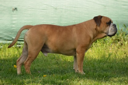 Continental Bulldogs Seeblickbulls Bilderalbum - alle Hundis im Garten