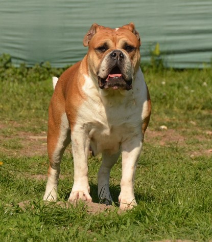 Continental Bulldogs Seeblickbulls Bilderalbum - alle Hundis im Garten