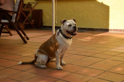 Continental Bulldogs Seeblickbulls Bilderalbum - Phoebe zu Besuch