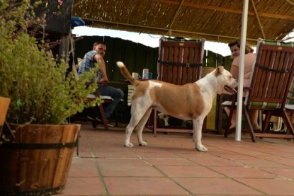 Continental Bulldogs Seeblickbulls Bilderalbum - Phoebe zu Besuch