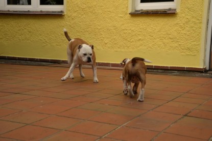 Continental Bulldogs Seeblickbulls Bilderalbum - Phoebe zu Besuch