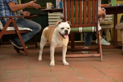 Continental Bulldogs Seeblickbulls Bilderalbum - Phoebe zu Besuch