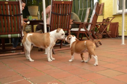 Continental Bulldogs Seeblickbulls Bilderalbum - Phoebe zu Besuch