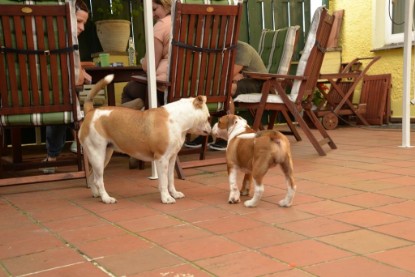 Continental Bulldogs Seeblickbulls Bilderalbum - Phoebe zu Besuch