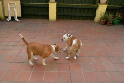 Continental Bulldogs Seeblickbulls Bilderalbum - Phoebe zu Besuch