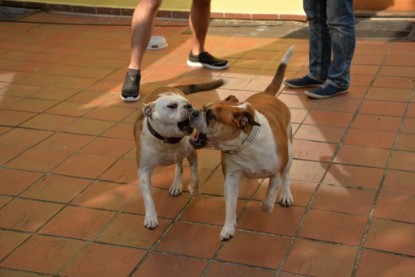 Continental Bulldogs Seeblickbulls Bilderalbum - Phoebe zu Besuch