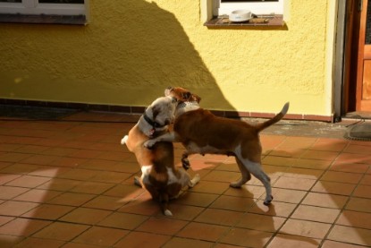 Continental Bulldogs Seeblickbulls Bilderalbum - Phoebe zu Besuch