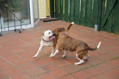 Continental Bulldogs Seeblickbulls Bilderalbum - Phoebe zu Besuch