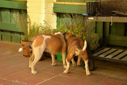 Continental Bulldogs Seeblickbulls Bilderalbum - Phoebe zu Besuch