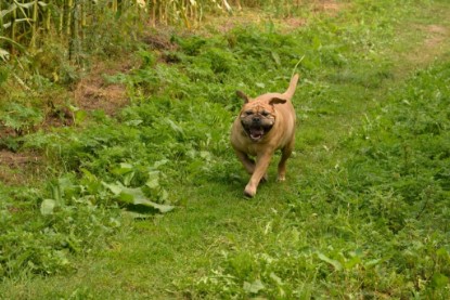 Continental Bulldogs Seeblickbulls Bilderalbum - Fiete und Jo Paule