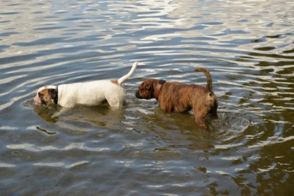 Continental Bulldogs Seeblickbulls Bilderalbum - Fiete und Jo Paule