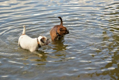 Continental Bulldogs Seeblickbulls Bilderalbum - Fiete und Jo Paule