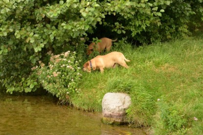 Continental Bulldogs Seeblickbulls Bilderalbum - Fiete und Jo Paule