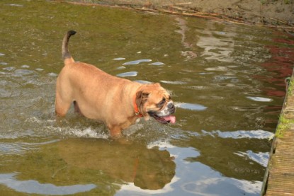 Continental Bulldogs Seeblickbulls Bilderalbum - Fiete und Jo Paule