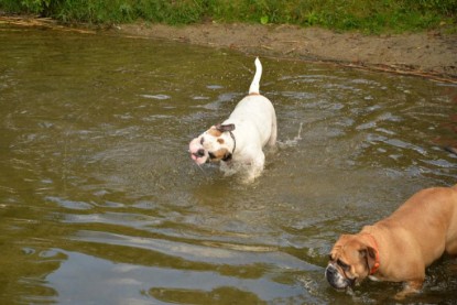 Continental Bulldogs Seeblickbulls Bilderalbum - Fiete und Jo Paule