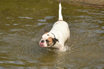 Continental Bulldogs Seeblickbulls Bilderalbum - Fiete und Jo Paule