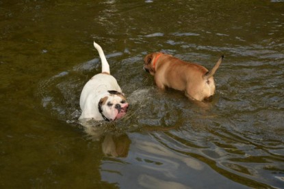 Continental Bulldogs Seeblickbulls Bilderalbum - Fiete und Jo Paule