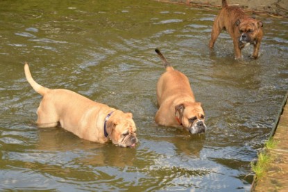 Continental Bulldogs Seeblickbulls Bilderalbum - Fiete und Jo Paule