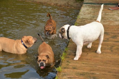 Continental Bulldogs Seeblickbulls Bilderalbum - Fiete und Jo Paule