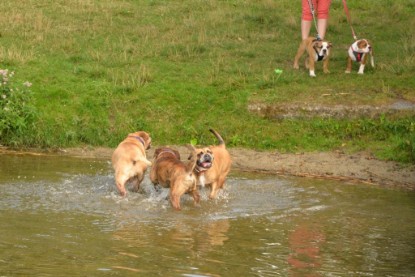 Continental Bulldogs Seeblickbulls Bilderalbum - Fiete und Jo Paule