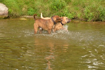 Continental Bulldogs Seeblickbulls Bilderalbum - Fiete und Jo Paule