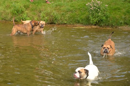 Continental Bulldogs Seeblickbulls Bilderalbum - Fiete und Jo Paule