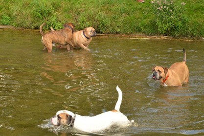 Continental Bulldogs Seeblickbulls Bilderalbum - Fiete und Jo Paule