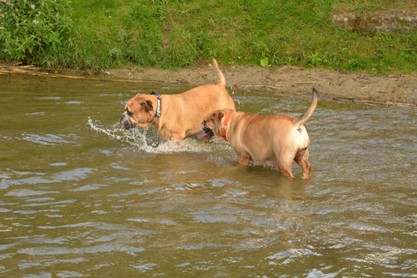 Continental Bulldogs Seeblickbulls Bilderalbum - Fiete und Jo Paule