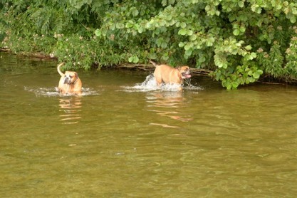 Continental Bulldogs Seeblickbulls Bilderalbum - Fiete und Jo Paule