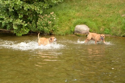 Continental Bulldogs Seeblickbulls Bilderalbum - Fiete und Jo Paule