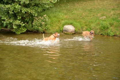 Continental Bulldogs Seeblickbulls Bilderalbum - Fiete und Jo Paule