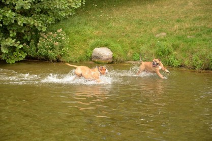 Continental Bulldogs Seeblickbulls Bilderalbum - Fiete und Jo Paule