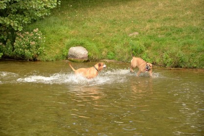 Continental Bulldogs Seeblickbulls Bilderalbum - Fiete und Jo Paule