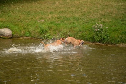 Continental Bulldogs Seeblickbulls Bilderalbum - Fiete und Jo Paule