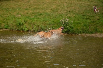 Continental Bulldogs Seeblickbulls Bilderalbum - Fiete und Jo Paule