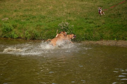 Continental Bulldogs Seeblickbulls Bilderalbum - Fiete und Jo Paule