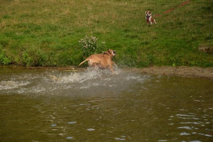 Continental Bulldogs Seeblickbulls Bilderalbum - Fiete und Jo Paule