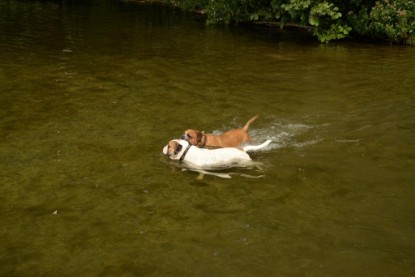 Continental Bulldogs Seeblickbulls Bilderalbum - Fiete und Jo Paule