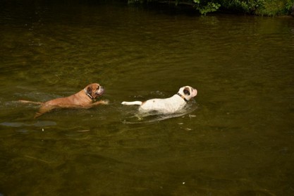 Continental Bulldogs Seeblickbulls Bilderalbum - Fiete und Jo Paule