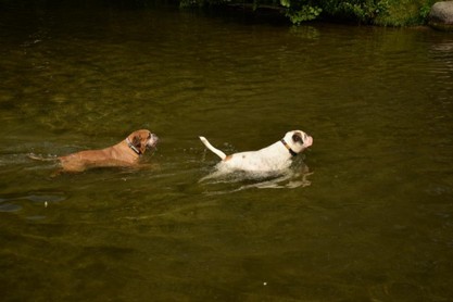 Continental Bulldogs Seeblickbulls Bilderalbum - Fiete und Jo Paule