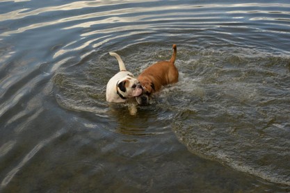 Continental Bulldogs Seeblickbulls Bilderalbum - Fiete und Jo Paule