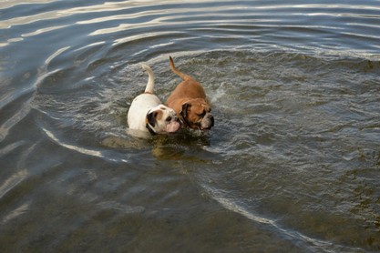 Continental Bulldogs Seeblickbulls Bilderalbum - Fiete und Jo Paule