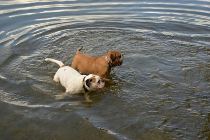 Continental Bulldogs Seeblickbulls Bilderalbum - Fiete und Jo Paule