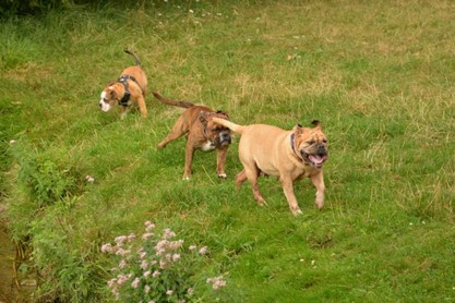 Continental Bulldogs Seeblickbulls Bilderalbum - Fiete und Jo Paule