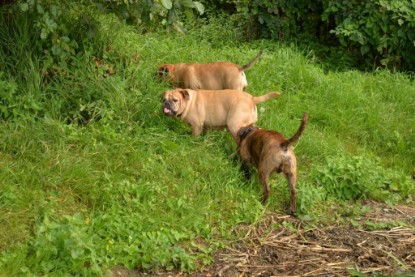 Continental Bulldogs Seeblickbulls Bilderalbum - Fiete und Jo Paule